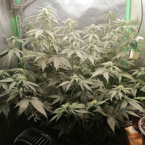 Lucy growlog timeline photo