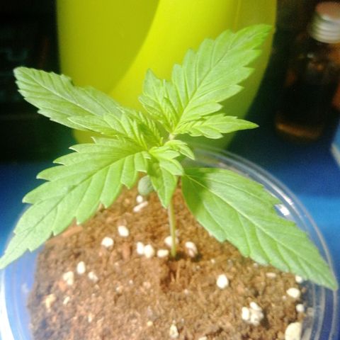 Dolores growlog timeline photo