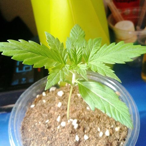 Dolores growlog timeline photo