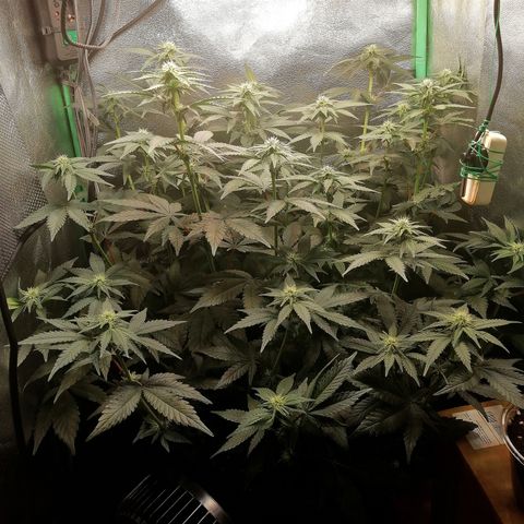 Lucy growlog timeline photo