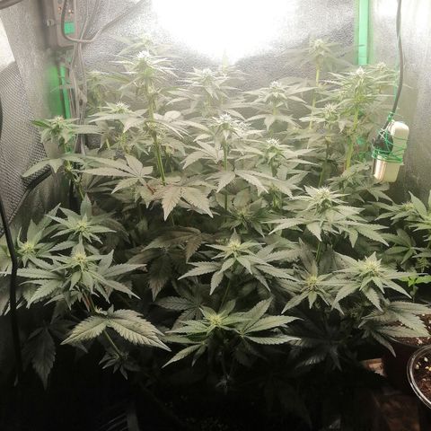 Lucy growlog timeline photo