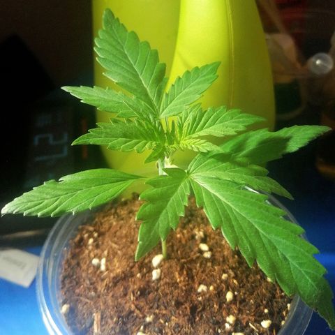 Dolores growlog timeline photo