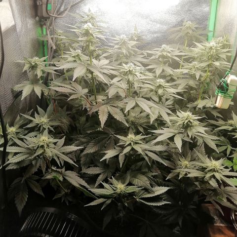 Lucy growlog timeline photo