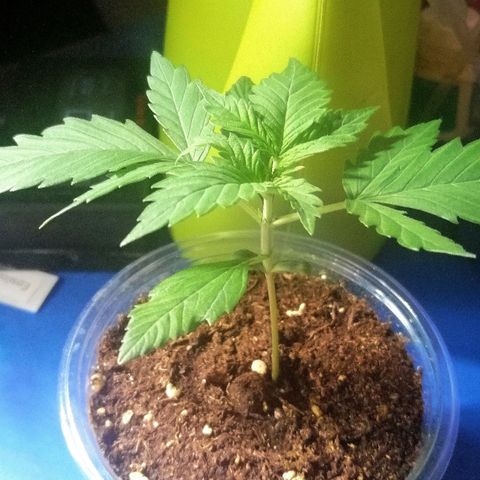 Dolores growlog timeline photo
