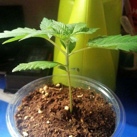 Dolores growlog timeline photo