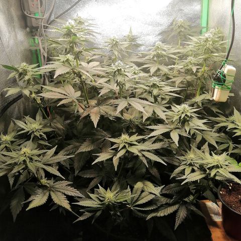 Lucy growlog timeline photo