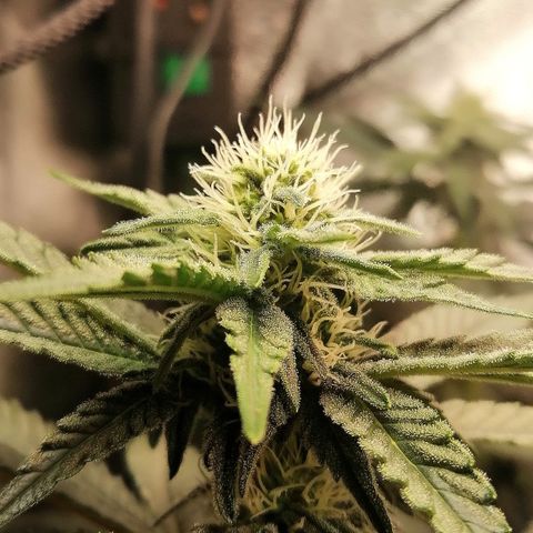 Lucy growlog timeline photo