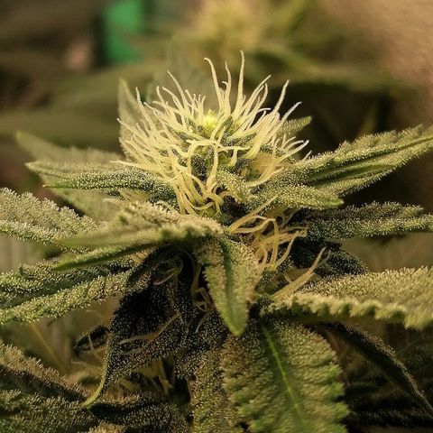 Lucy growlog timeline photo