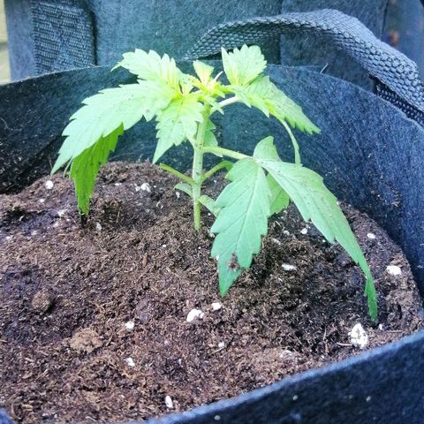 Dolores growlog timeline photo