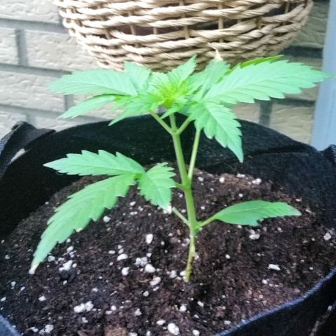 Dolores growlog timeline photo