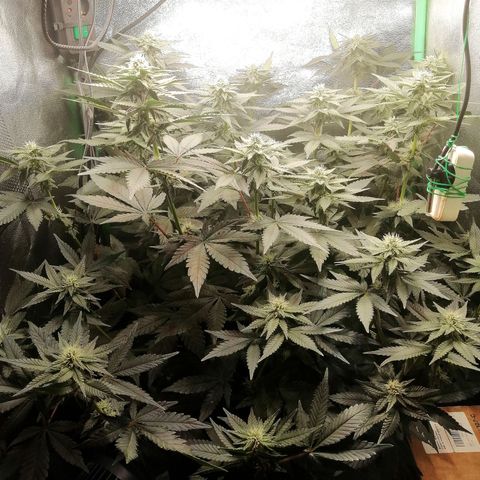 Lucy growlog timeline photo