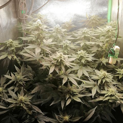 Lucy growlog timeline photo