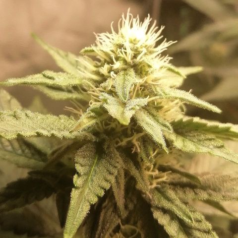 Lucy growlog timeline photo