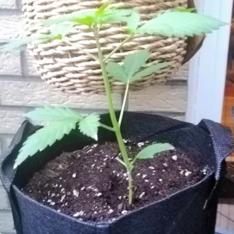 Dolores growlog timeline photo
