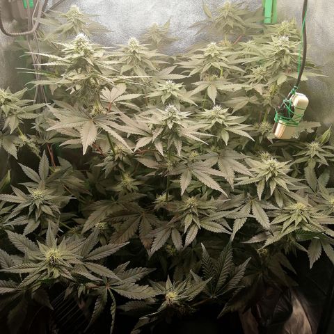 Lucy growlog timeline photo