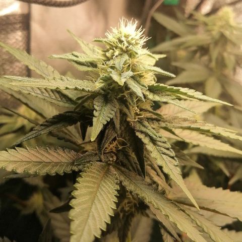 Lucy growlog timeline photo
