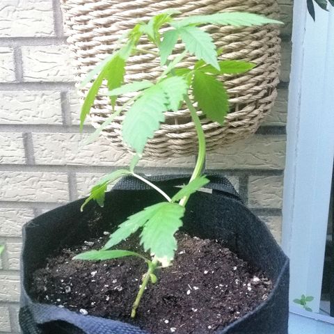 Dolores growlog timeline photo
