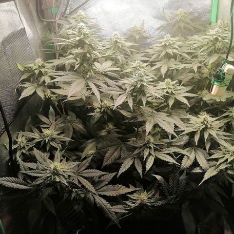 Lucy growlog timeline photo