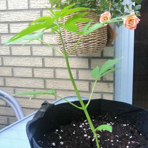 Dolores growlog timeline photo