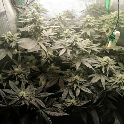 Lucy growlog timeline photo