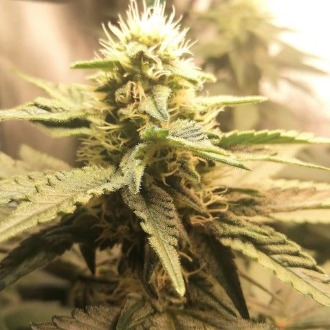 Lucy growlog timeline photo