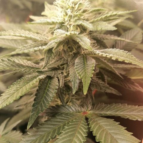 Lucy growlog timeline photo