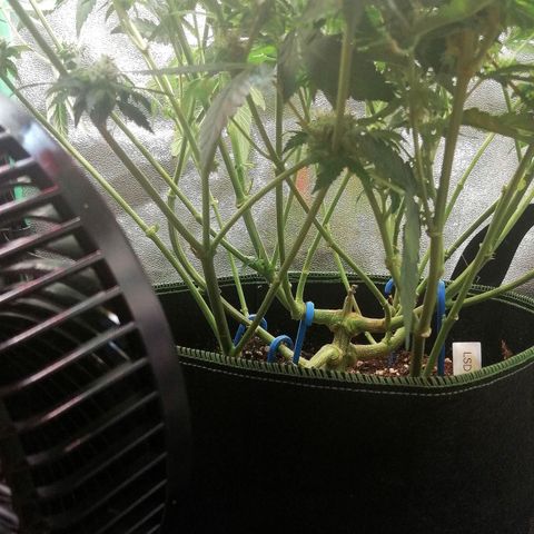 Lucy growlog timeline photo