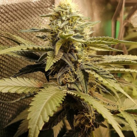 Lucy growlog timeline photo