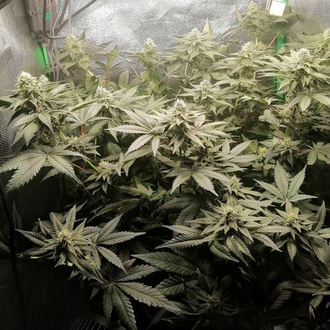 Lucy growlog timeline photo