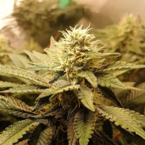 Lucy growlog timeline photo