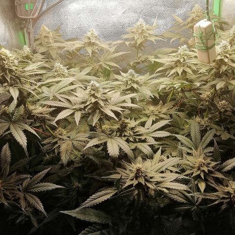 Lucy growlog timeline photo