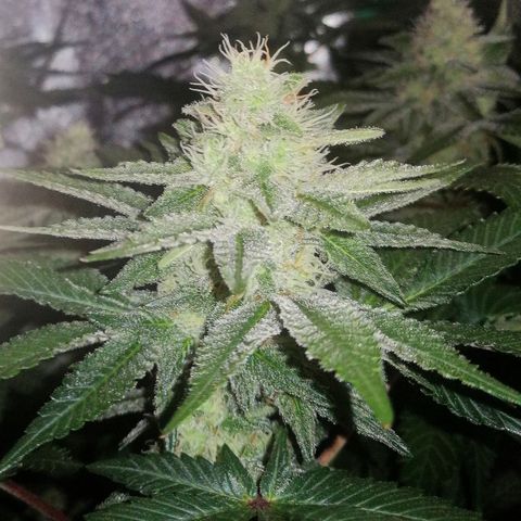 Lucy growlog timeline photo