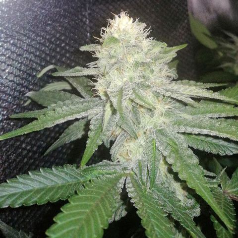 Lucy growlog timeline photo