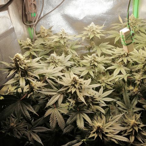 Lucy growlog timeline photo