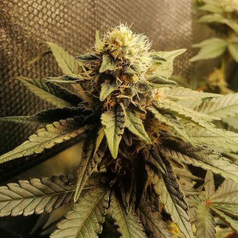 Lucy growlog timeline photo