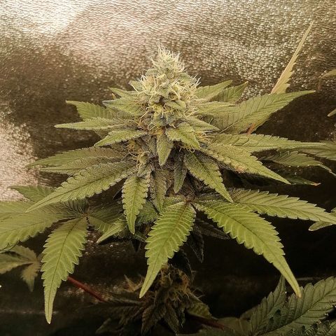 Lucy growlog timeline photo