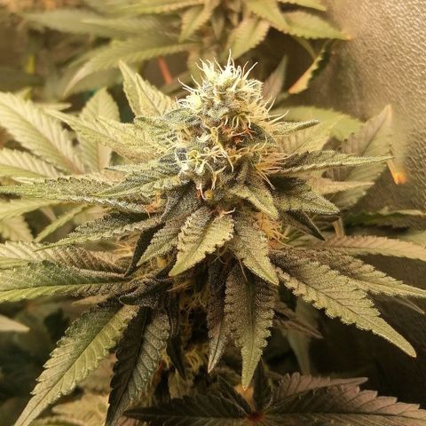 Lucy growlog timeline photo