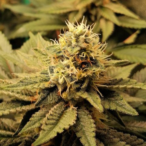 Lucy growlog timeline photo