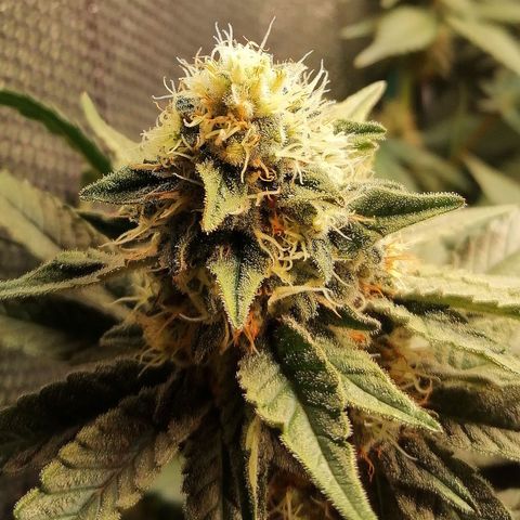 Lucy growlog timeline photo