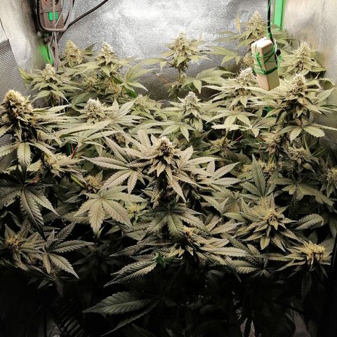 Lucy growlog timeline photo