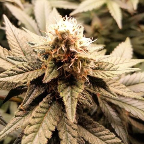 Lucy growlog timeline photo