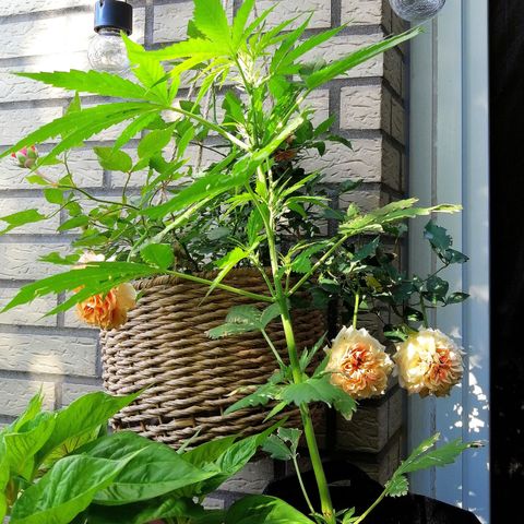 Dolores growlog timeline photo