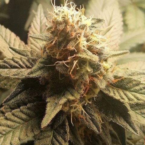 Lucy growlog timeline photo