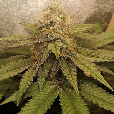 Lucy growlog timeline photo