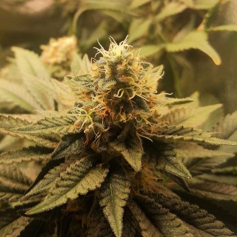 Lucy growlog timeline photo