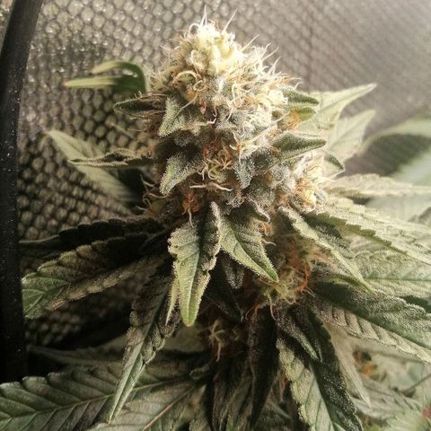 Lucy growlog timeline photo