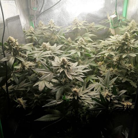 Lucy growlog timeline photo