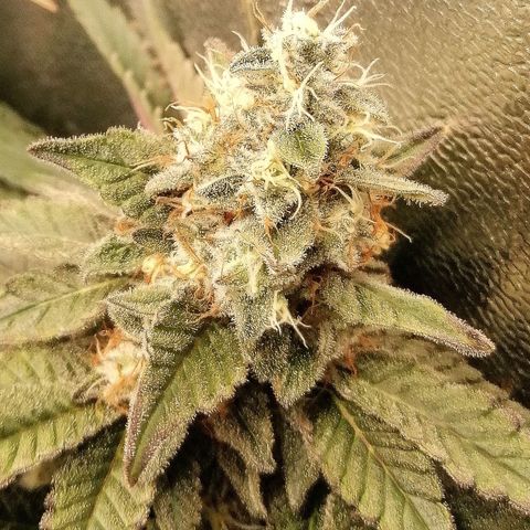 Lucy growlog timeline photo