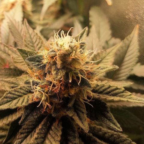 Lucy growlog timeline photo