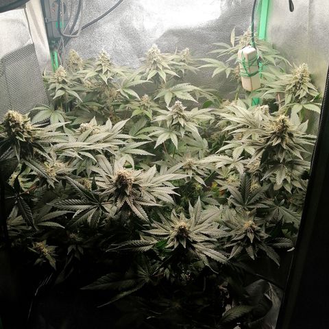 Lucy growlog timeline photo